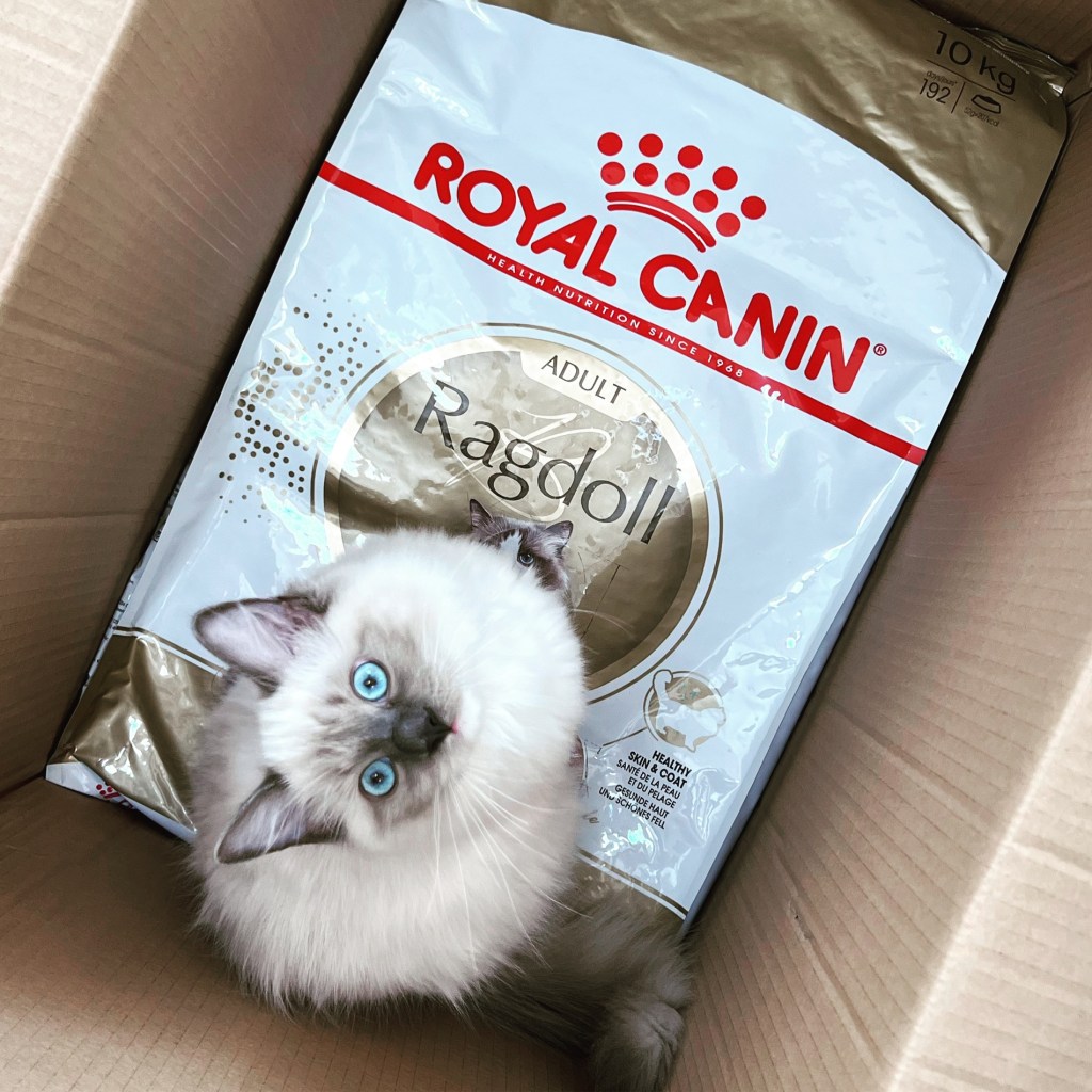 Ragdollkatten Ester sitter inuti en eellpappkartong ovanpå en 10-kilos säck med Royal Canins rasspecifika foder.